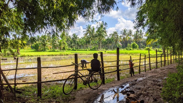 Young rice plants in the Kampot countryside during the wet season