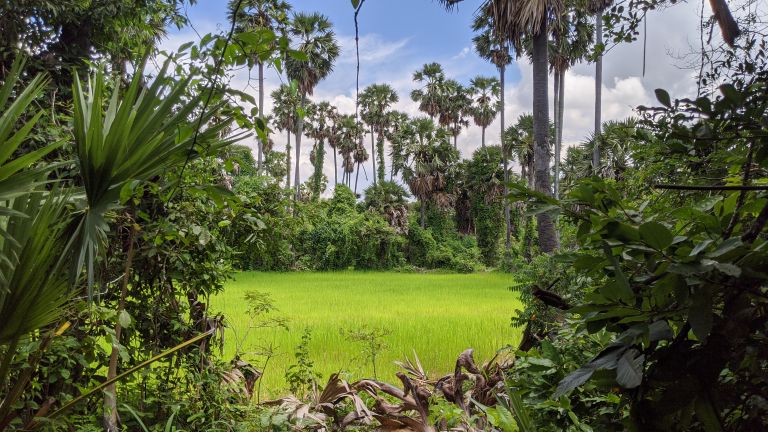 Rizières verdoyantes pendant la saison des pluies près de Kampot