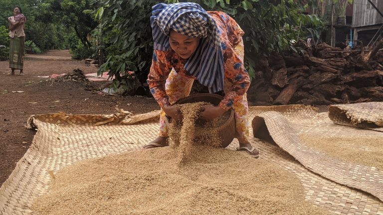 Une femme faisant sécher du riz récolté à Kampot