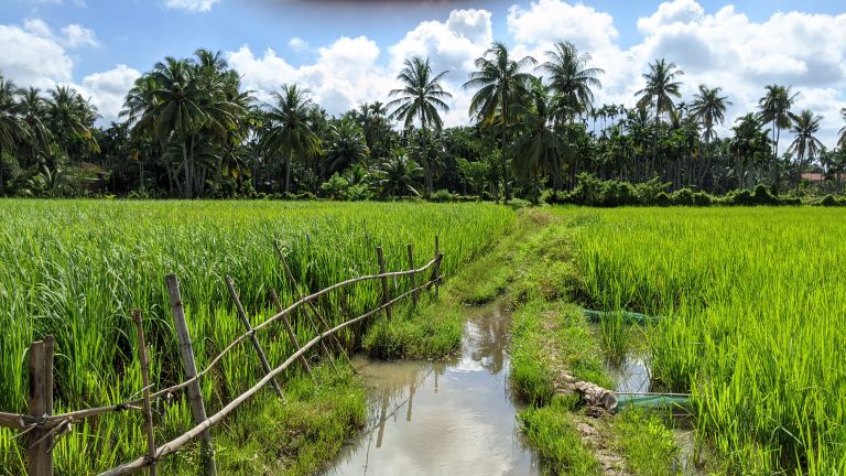 Rizières près de Kampot alourdies avant la récolte