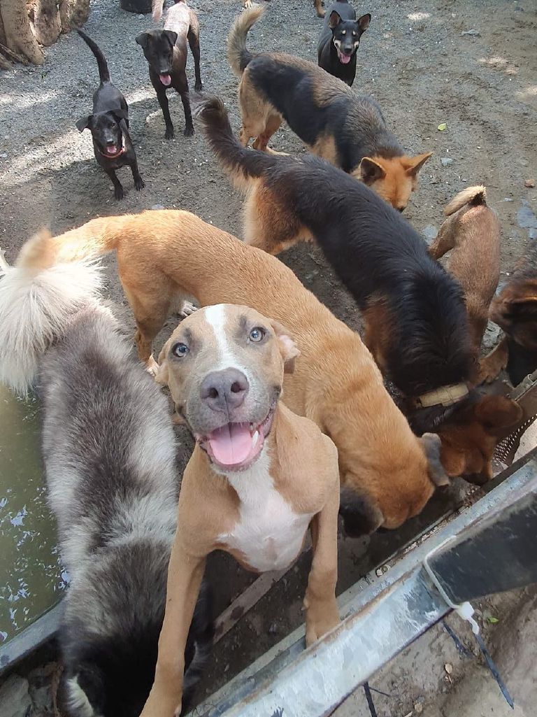 Rescued dogs at High Tide Kampot