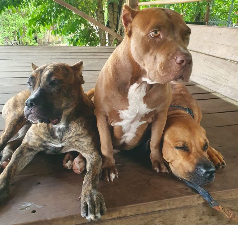 Kampot Dog Sanctuary at High Tide: 60+ Rescued Dogs by the River