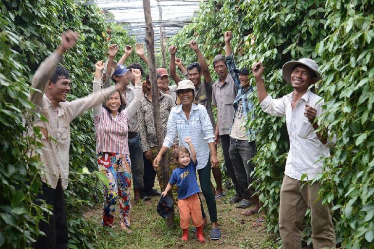 The BoTree team in the pepper vines, Kampot
