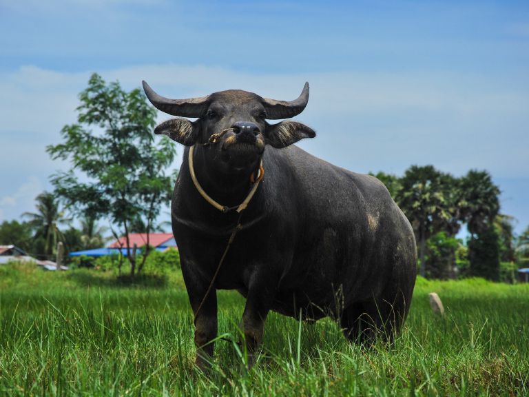 Buffle d'eau dans la campagne près de Kampot