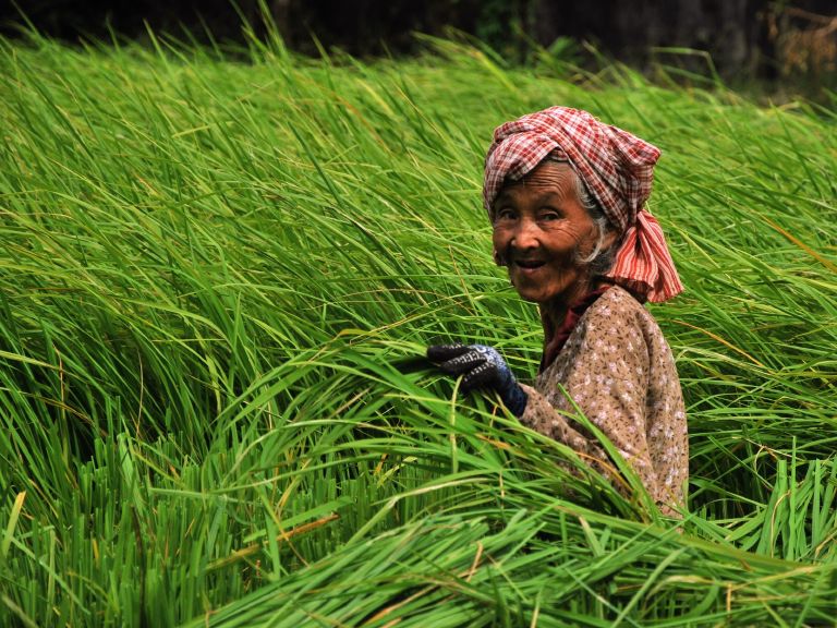 Agriculteur de riz dans la campagne près de Kampot