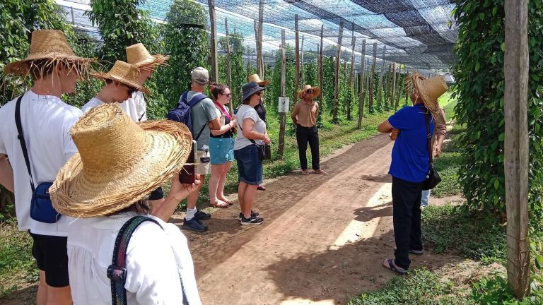 Kampot Pepper Farms: Which One Should You Visit?